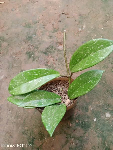 plantes vertes d'intérieur