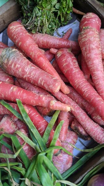 Carrot