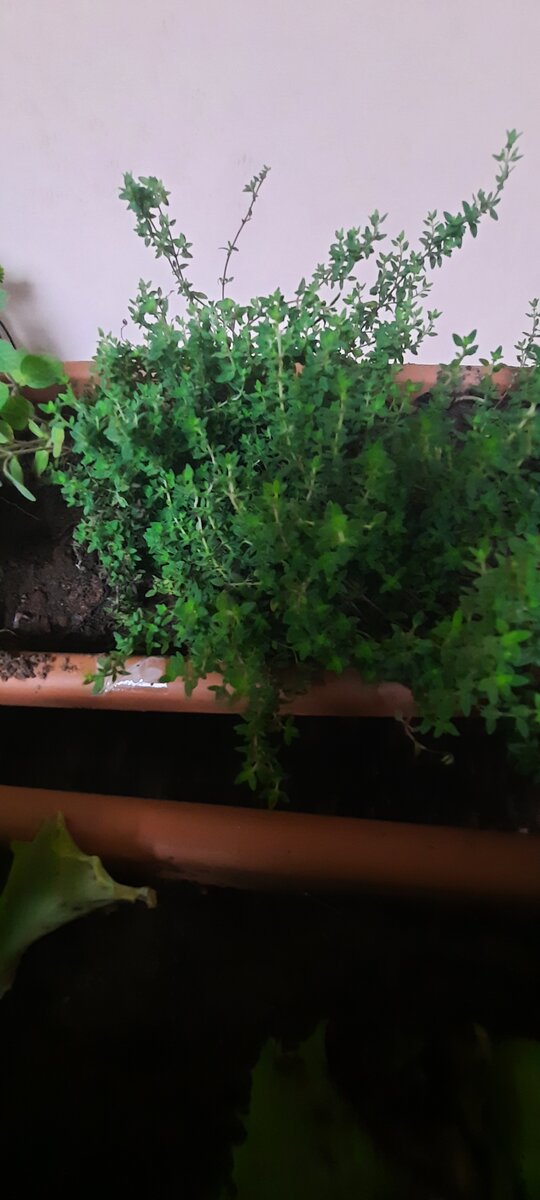 Thym frais en pot