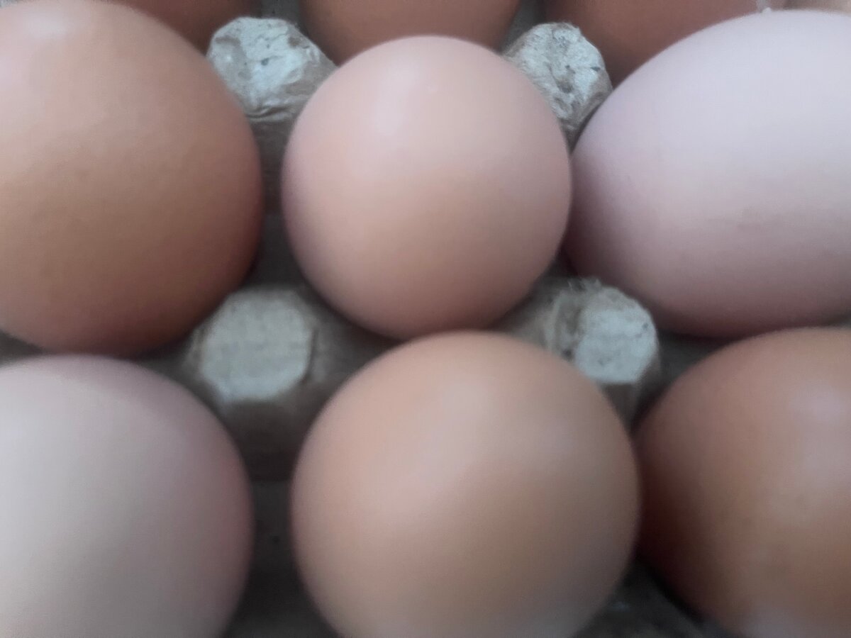 Œufs frais de ferme