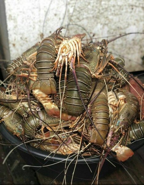 Homard frais de qualité