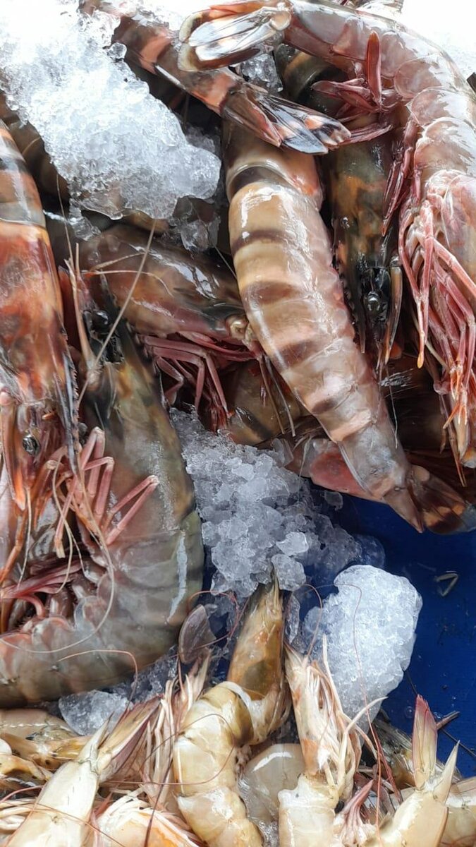 Poissons et Crevettes Fraîches