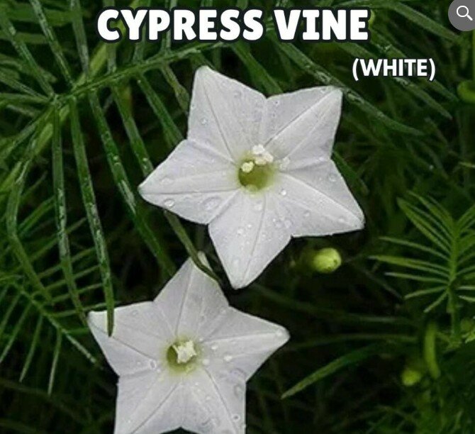 Cypress Vine Seeds – White (Summer)