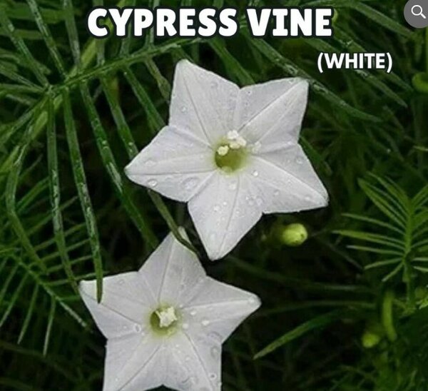 Cypress Vine Seeds – White (Summer)