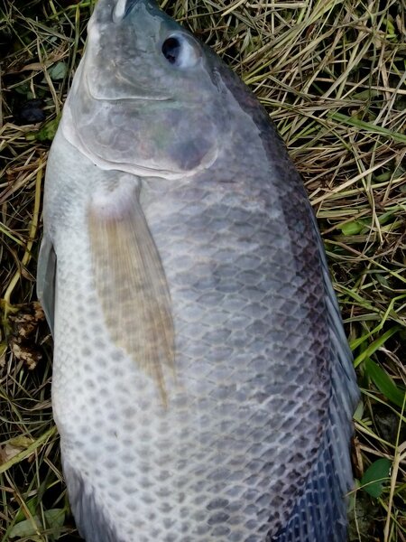 Poisson frais de rivière
