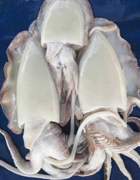 Blanc de seiche (calamar)