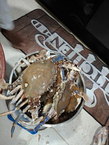 Poisson frais de mer