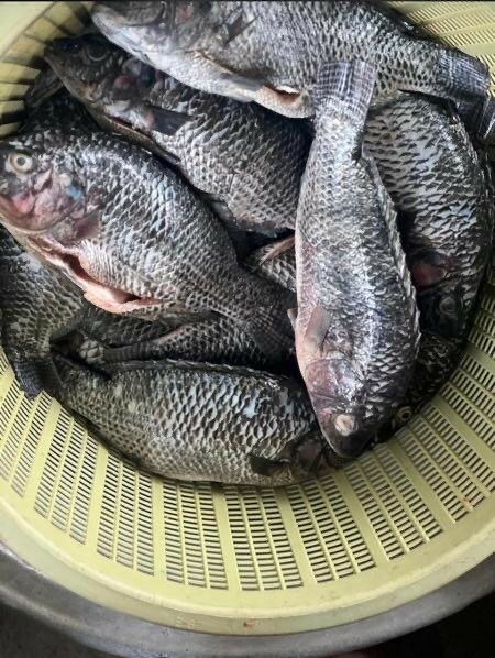 Philadelphia coldstore