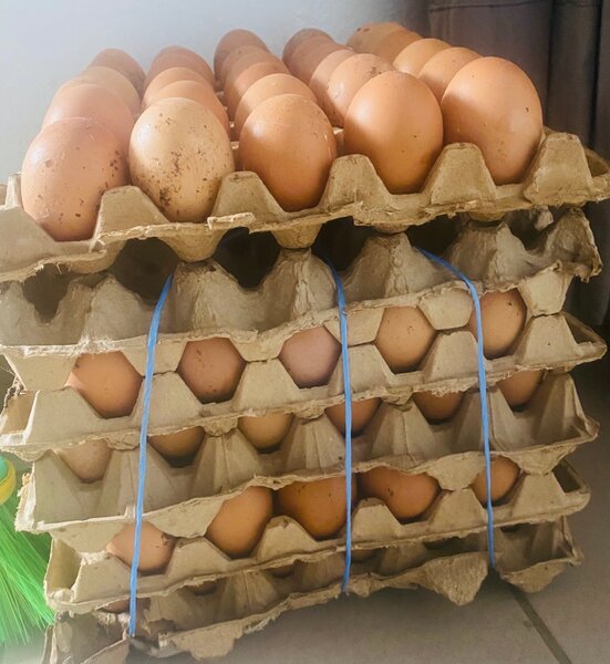 Oeufs Fermiers Simon