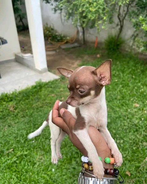 Adorables chiots Chihuahua