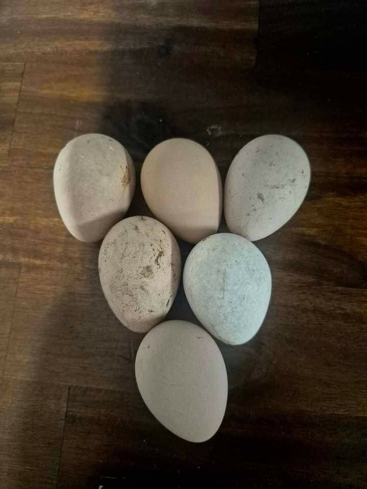 Fresh Guinea Fowl Eggs For sale