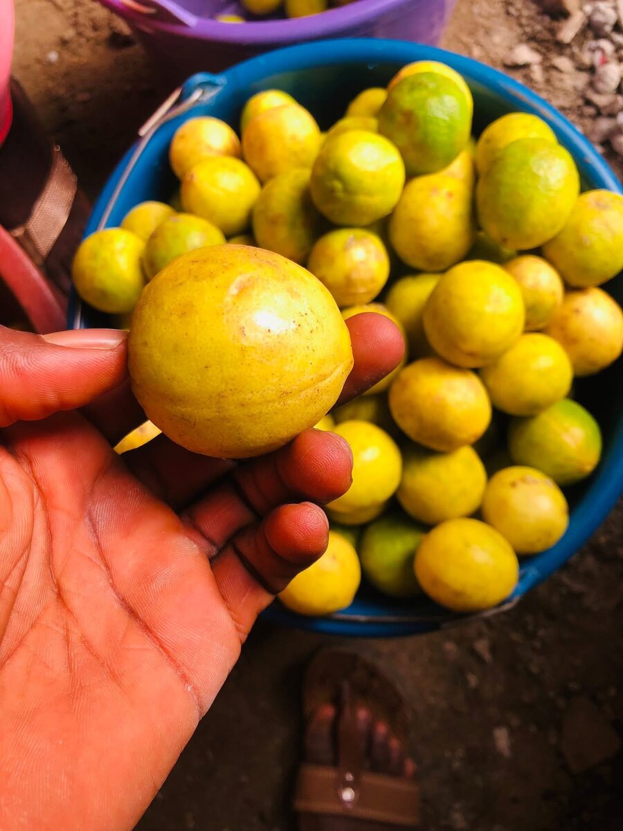 Citrons frais en gros