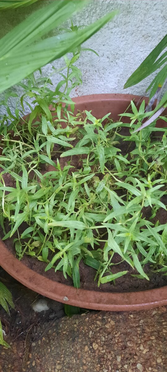 Estragon en pot extérieur