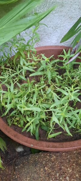 Estragon en pot extérieur