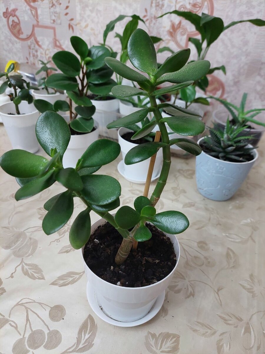 Денежное дерево/ Комнатные цветы Толстянка Спатифиллум