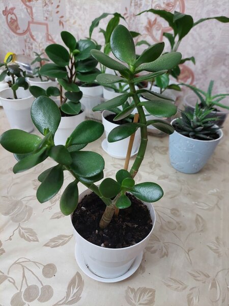 Денежное дерево/ Комнатные цветы Толстянка Спатифиллум