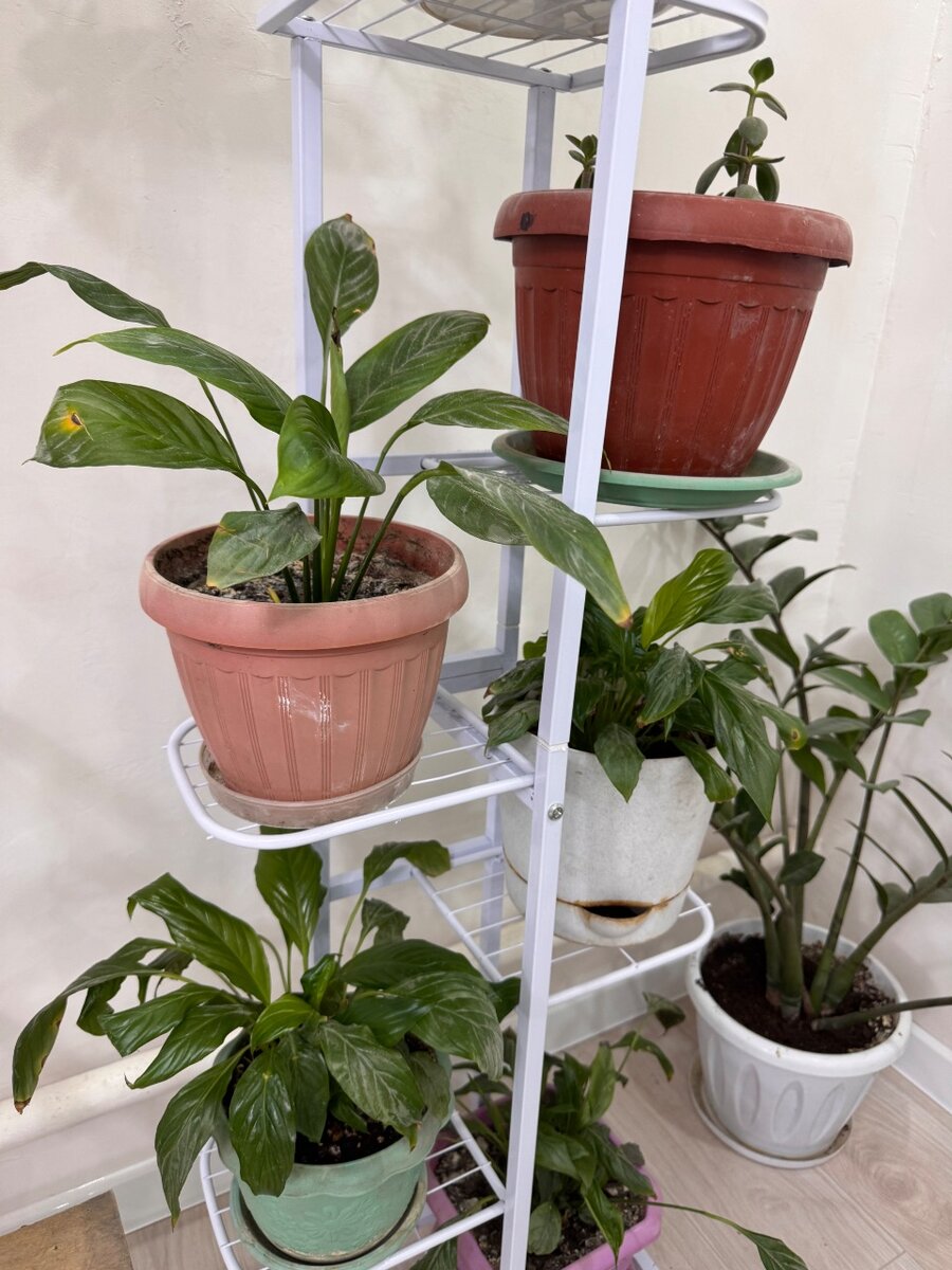 Женское счастье