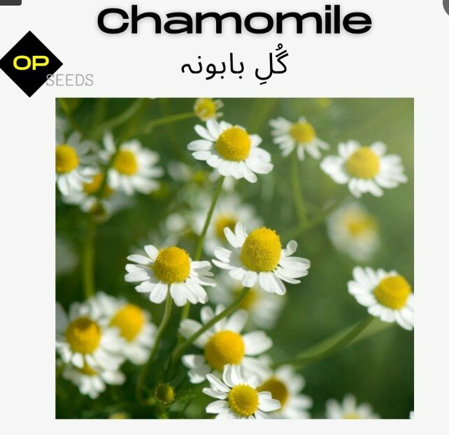 Chamomile / گلِ بابونہ