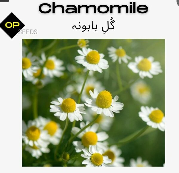Chamomile / گلِ بابونہ