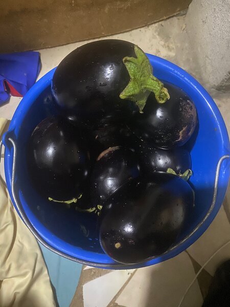 Aubergines fraîches bio