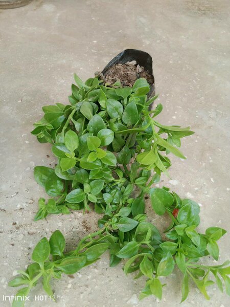 plantes vertes d'intérieur