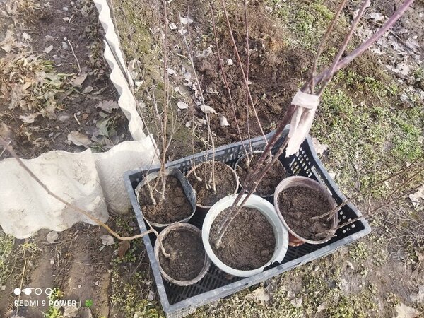 Японская сакура