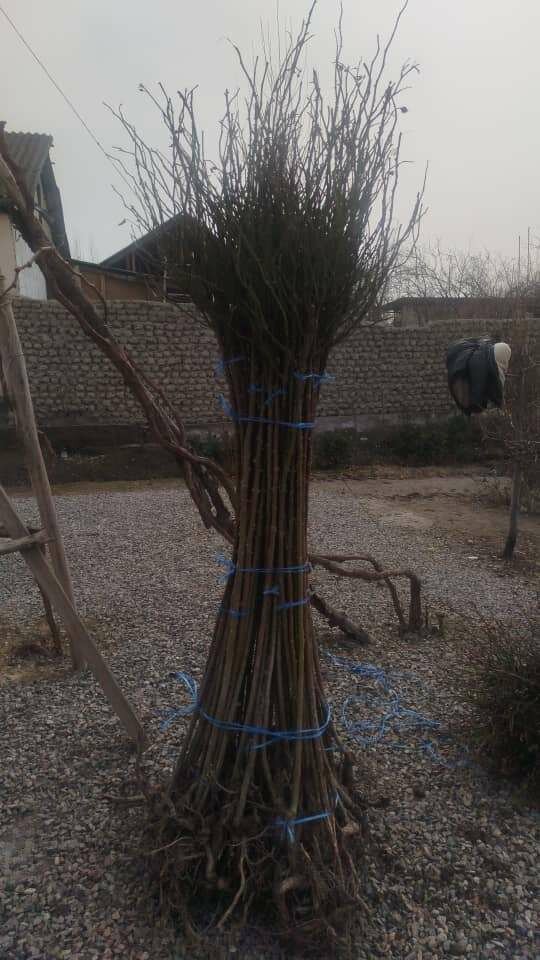 Штамбовые розы