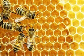 Pure Organic Honey