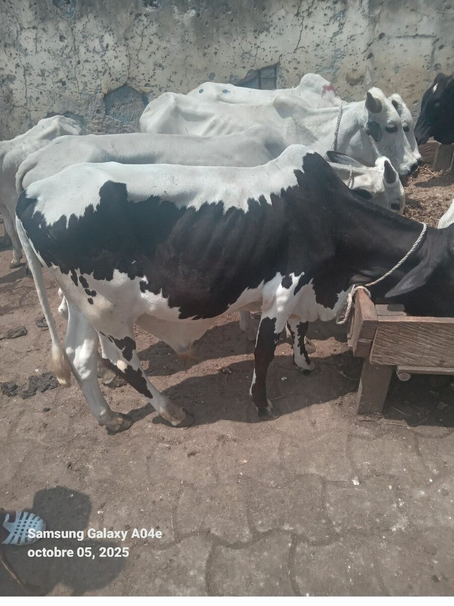 Boeuf de bonne qualité