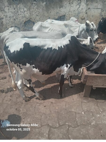 Boeuf de bonne qualité