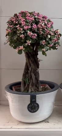 Партукалария