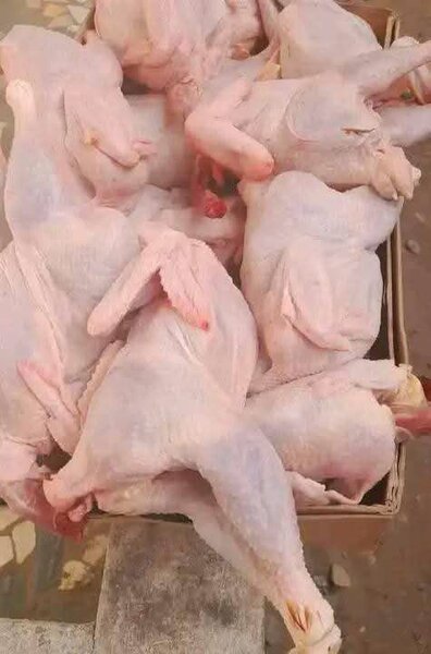 Poulet Pondeuse  de qualité