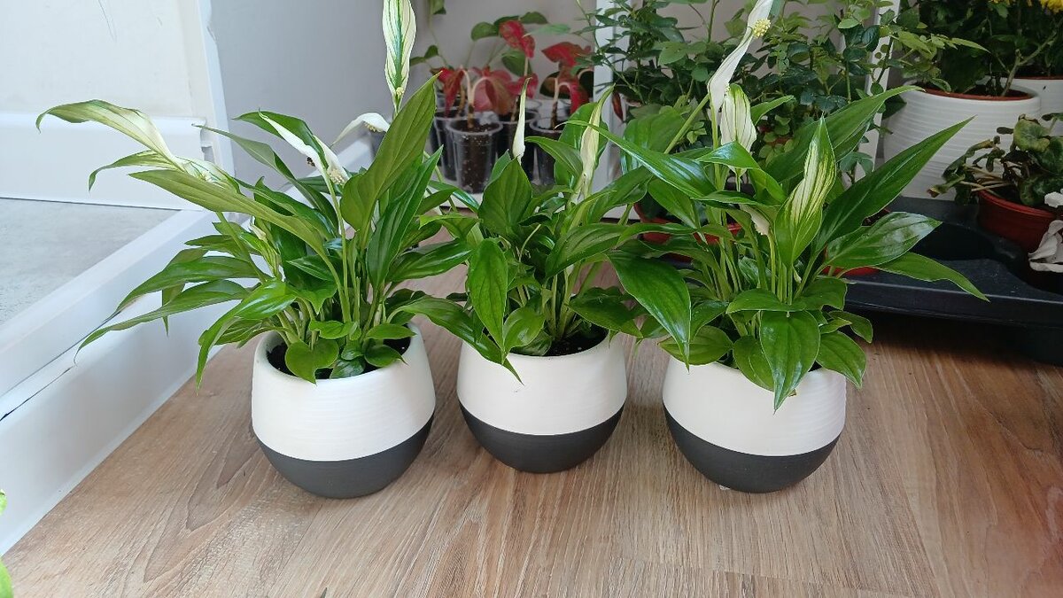 Антуриум гигат сортт