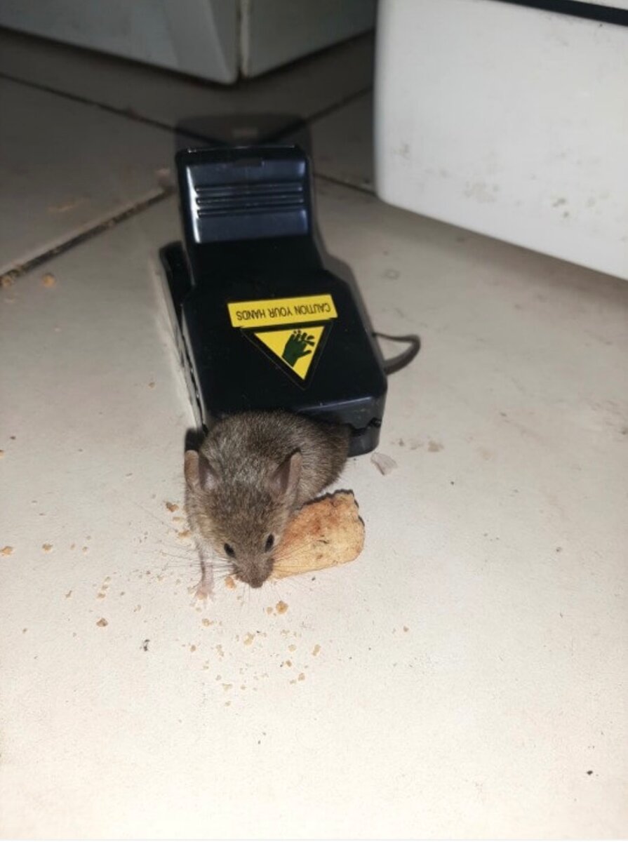 Piège à souris en plastique