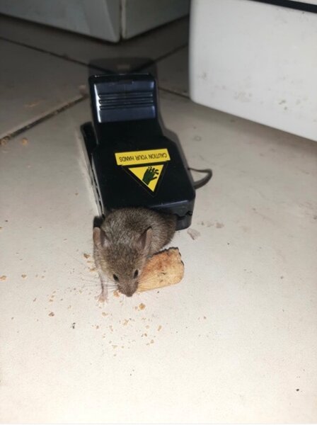 Piège à souris en plastique