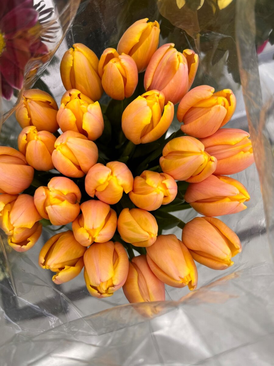 Тюльпан оптом