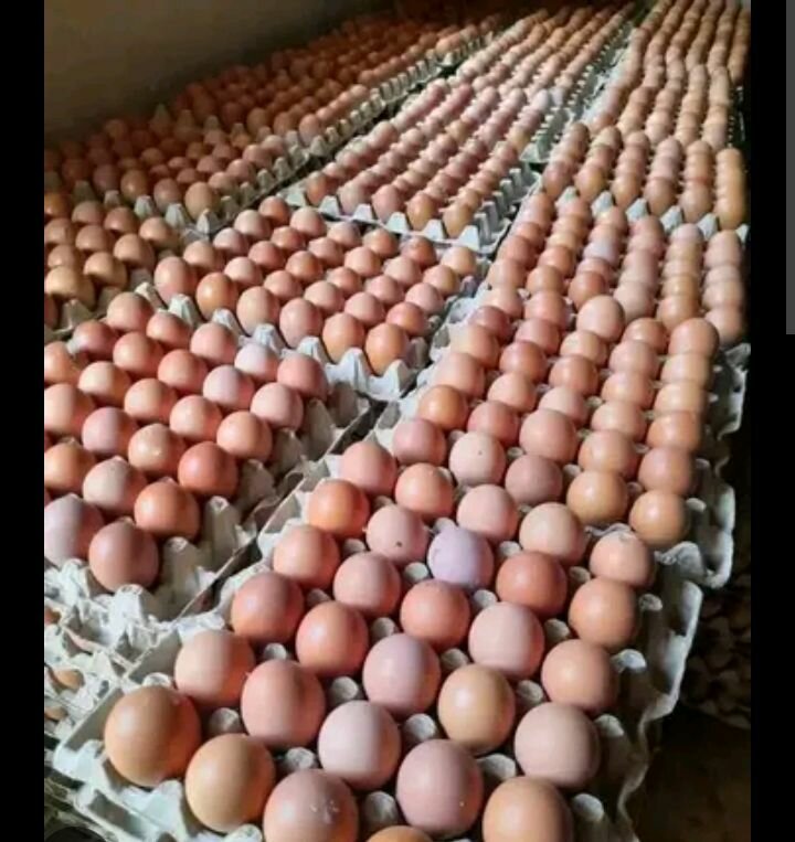 Œufs Frais de Poule