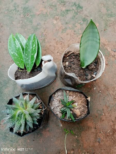 plantes vertes d'intérieur