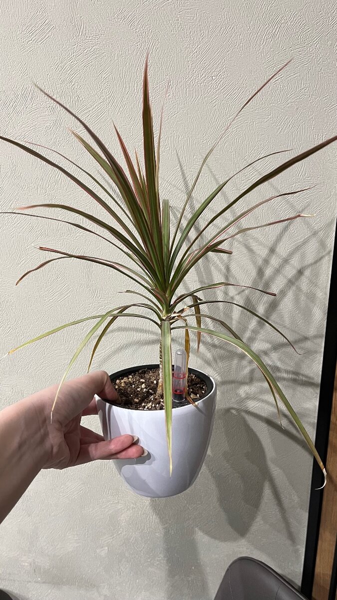 Драцена. Пальма