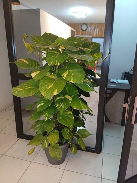 Plantes d'intérieur