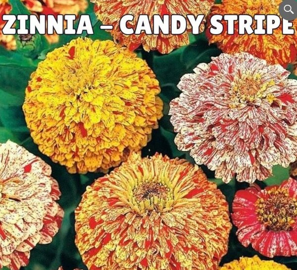 Zinnia Candy Stripe Seeds (Summer)