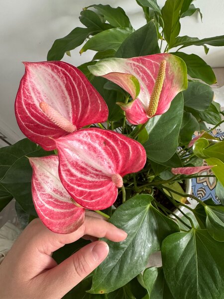 Антуриум ливиум