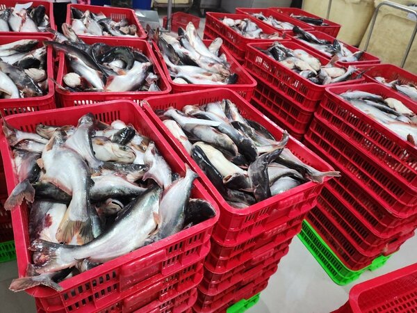 Poisson pangasus (moichoiron)