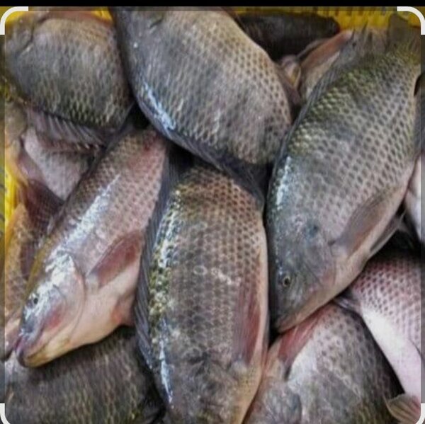 Carpe fraîche premium