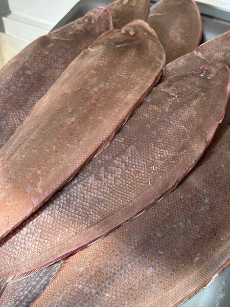 Sole locale Poisson frais mer