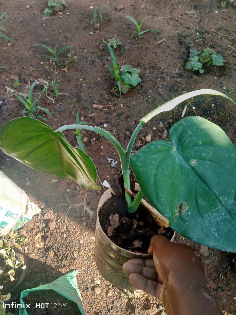 plantes vertes d'intérieur