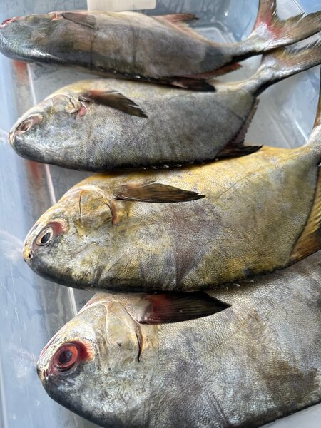 Araie locale frais eau douce