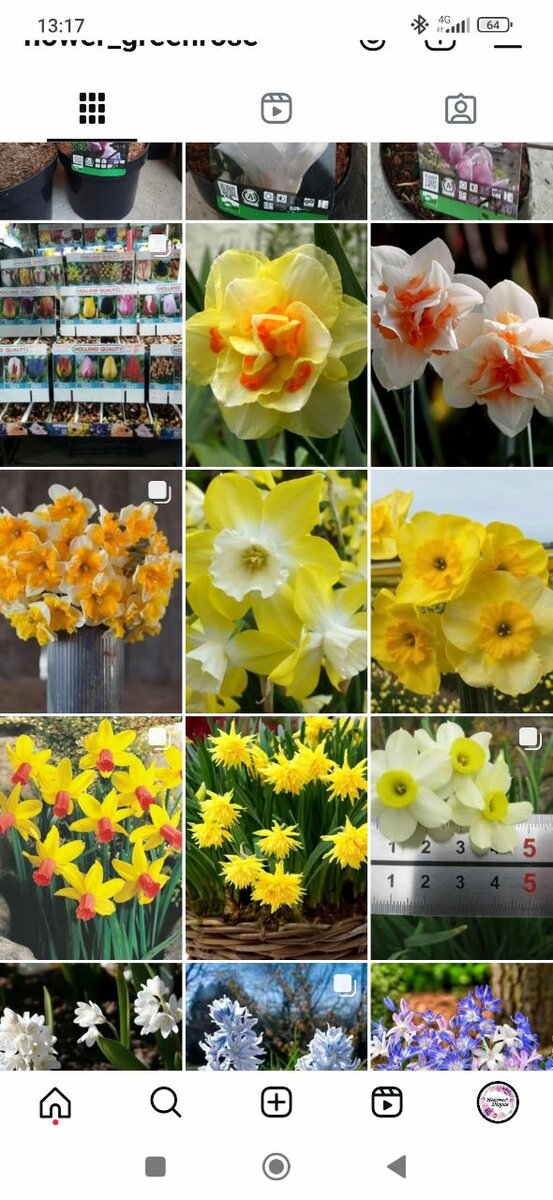 Нарциссы, тюльпаны, крокусы, гиацинты, камассия луковицы