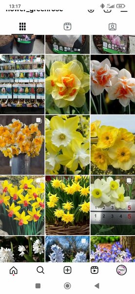 Нарциссы, тюльпаны, крокусы, гиацинты, камассия луковицы