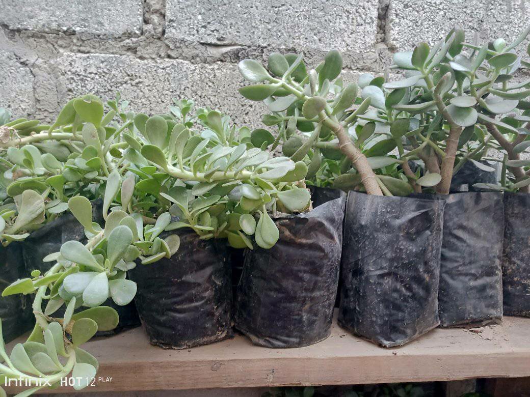 plantes vertes d'intérieur